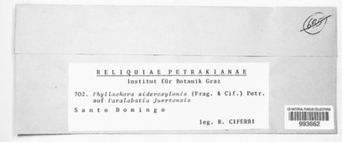 Phyllachora sideroxylonis image